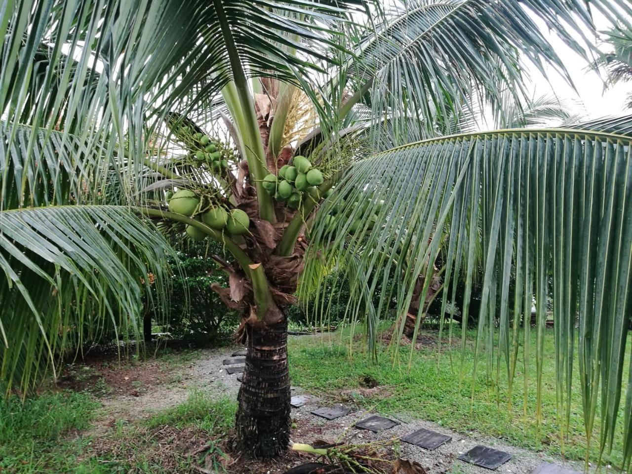 Guesthouse Dragon Place Taiping Eksteriør bilde